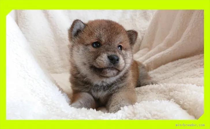 ID：2001-01549の子犬