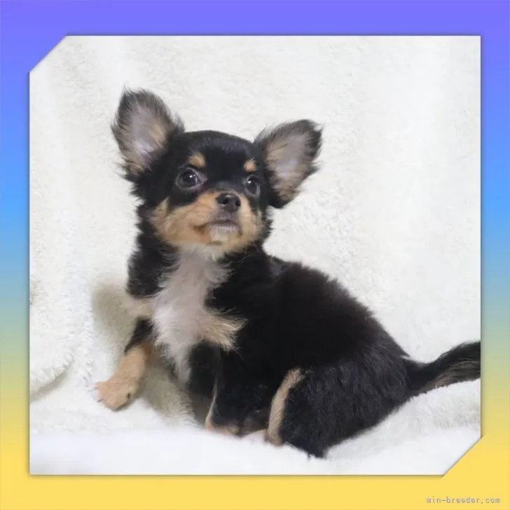 まあち 様のお迎えした子犬