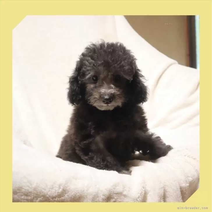 ID：2408-06216の子犬