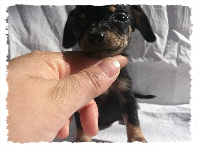 ID：1410-01115の子犬