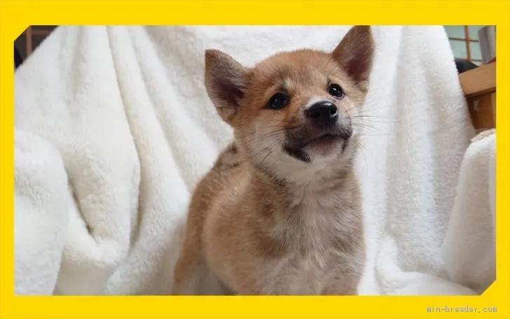 ID：2008-03139の子犬