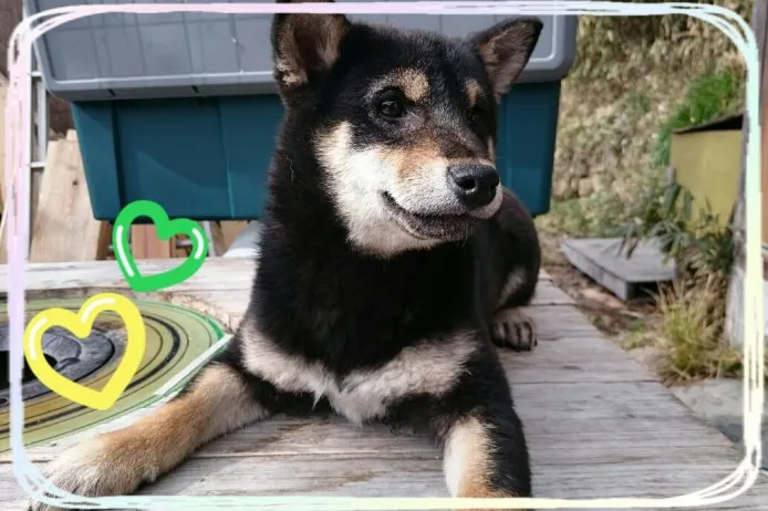 ID：1412-00980の子犬