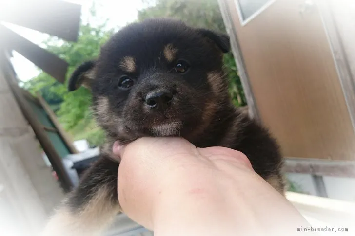 ID：1705-01177の子犬