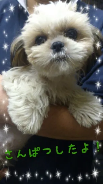 ID:1208-00439の子犬