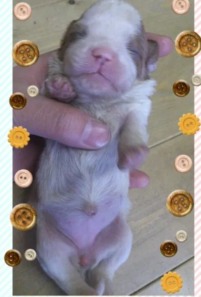 ID：1302-00129の子犬