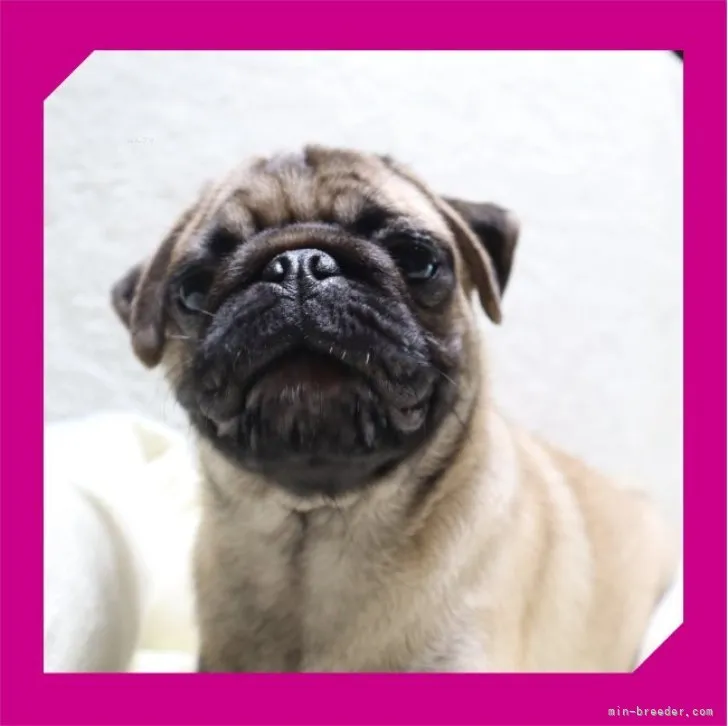 ID:2309-01779の子犬