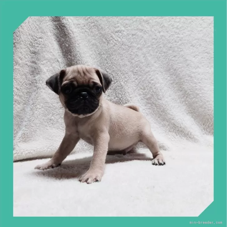ID：2406-06791の子犬