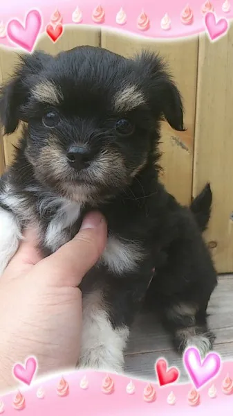ID：1404-01259の子犬