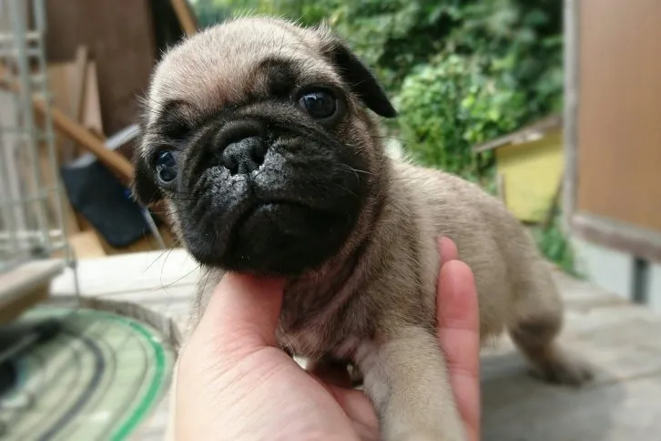 ID：1609-00653の子犬