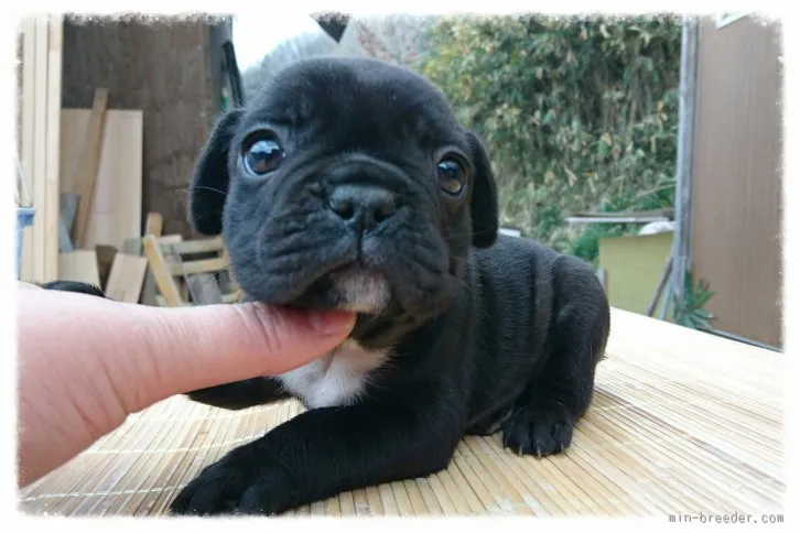 ID：1512-00341の子犬