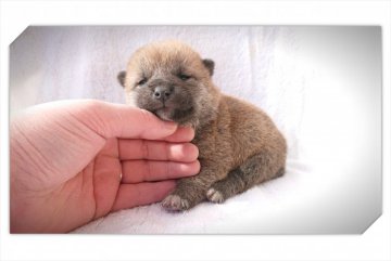柴犬(標準サイズ)【岡山県・女の子・2019年1月16日・赤】の写真「●おめめが開きました♥●」
