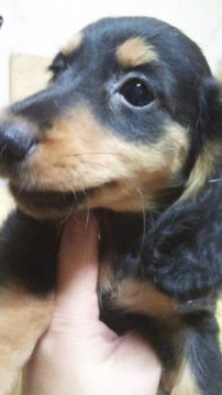 ミニチュアダックスフンド(ロング)【岡山県・男の子・2012年6月7日・ブラックタン】の写真「」