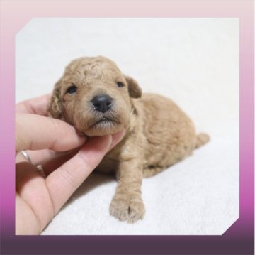 トイプードル(トイ)【岡山県・女の子・2023年11月7日・アプリコット】の写真「●5姉妹🐶●」