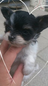 ｍｉｘ犬  (チワマル)【岡山県・男の子・2014年5月10日・白/黒】の写真「＊☆空輸対応可☆＊」
