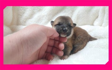 柴犬(標準サイズ)【岡山県・女の子・2020年3月29日・赤】の写真「●おめめが開きました•••♥●」