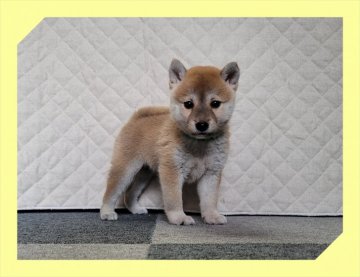 柴犬(標準サイズ)【岡山県・女の子・2021年8月2日・赤】の写真「●柴犬４姉妹●」