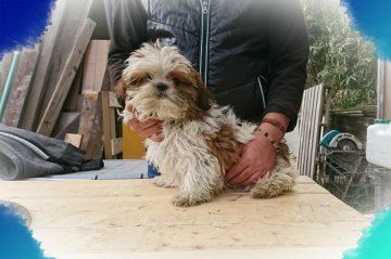 シーズー【岡山県・男の子・2017年7月28日・ホワイト&ゴールド】の写真「●三男くん▽･ｗ･▽●」