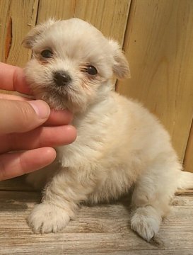 ｍｉｘ犬  (チワマル)【岡山県・女の子・2014年4月22日・白】の写真「＊空輸対応可＊」