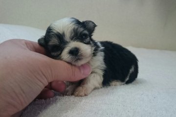 ちわまる【岡山県・女の子・2015年11月1日・白/黒】の写真「」