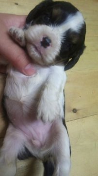 キャバリア【岡山県・女の子・2012年7月19日・トライ】の写真「」