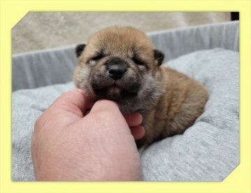柴犬(標準サイズ)【岡山県・女の子・2021年3月11日・赤】の写真「●まん丸.タヌキ顔*゜●」