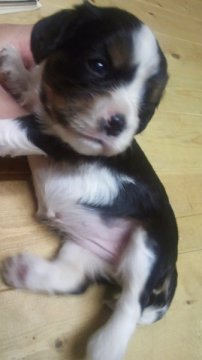 キャバリア【岡山県・女の子・2012年7月19日・トライ】の写真「」