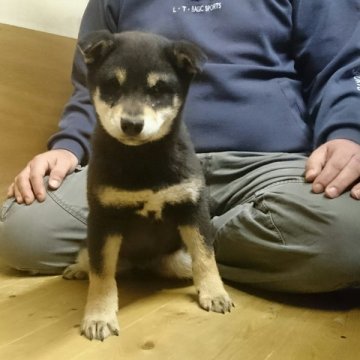 柴犬(標準サイズ)【岡山県・男の子・2014年10月11日・黒】の写真「●癒し系です♡●」