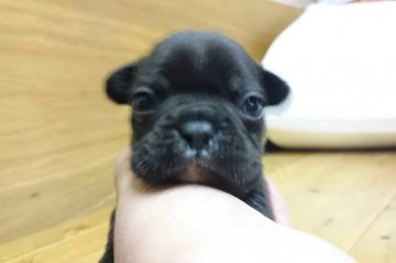 フレンチブルドッグ【岡山県・女の子・2015年11月22日・ブリンドル】の写真「●どすこい次女●」