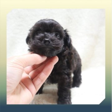 ●ちわぷー●【岡山県・男の子・2023年5月24日・ブラック】の写真「●可愛い4兄妹●」