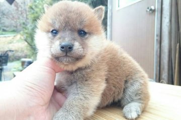 柴犬(標準サイズ)【岡山県・男の子・2015年11月10日・赤】の写真「」