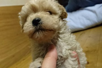 まるぷー【岡山県・男の子・2015年11月21日・クリーム】の写真「」