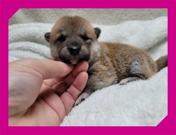 柴犬(標準サイズ)【岡山県・女の子・2021年8月2日・赤】の写真「●柴犬４姉妹●」