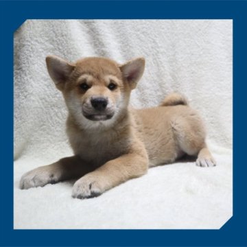 柴犬(標準サイズ)【岡山県・男の子・2023年4月25日・赤】の写真「●おっとり4兄妹●」