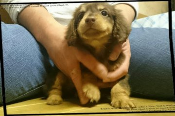 ミニチュアダックスフンド(ロング)【岡山県・女の子・2015年2月9日・チョコタン】の写真「＊おっとりマイペースちゃん(*^_^*)＊」