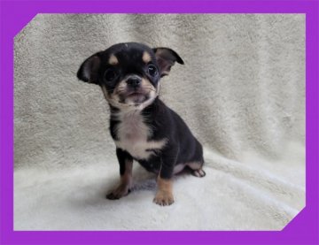 チワワ(スムース)【岡山県・男の子・2021年10月20日・ブラックタン&ホワイト】の写真「●すくすく成長中!!!*●」