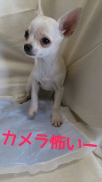 チワワ(スムース)【岡山県・女の子・2013年8月4日・クリーム&ホワイト】の写真「●小さめな子＊羽田空港.空輸可＊●」