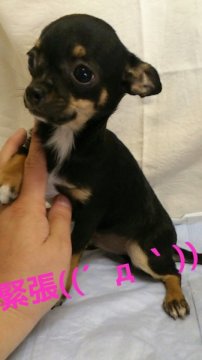 チワワ(スムース)【岡山県・男の子・2013年8月4日・ブラックタン&ホワイト】の写真「＊羽田空港.空輸可能です＊」