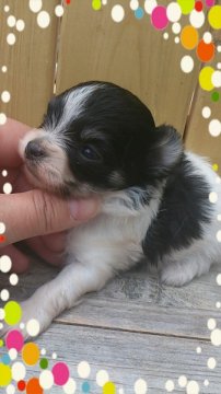 ｍｉｘ犬  (チワマル)【岡山県・女の子・2014年5月10日・白/黒】の写真「＊☆空輸対応可☆＊」