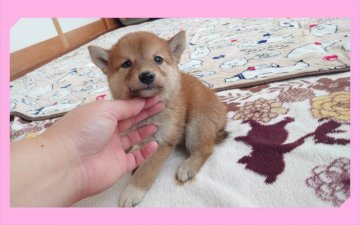 柴犬(標準サイズ)【岡山県・女の子・2020年7月26日・赤】の写真「●すくすく成長中♡●」