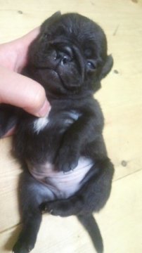 パグ【岡山県・男の子・2012年7月24日・ブラック】の写真「」