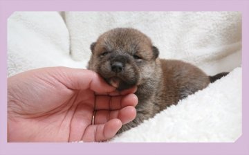 柴犬(標準サイズ)【岡山県・女の子・2020年1月24日・赤】の写真「●おめめが.開きました••♥●」