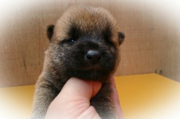 柴犬(標準サイズ)【岡山県・男の子・2017年6月19日・赤】の写真「●楓ｂａｂｙ•••♥●」