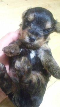 ヨークシャーテリア【岡山県・男の子・2012年7月21日・スティールブルータン】の写真「」