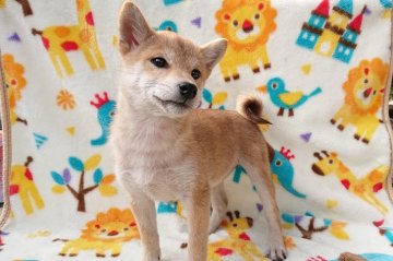 柴犬(標準サイズ)【岡山県・女の子・2018年8月10日・赤】の写真「●年内お迎えの方に総額より３万円OFF●」