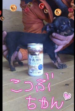 ｍｉｘ犬(チワックス)【岡山県・女の子・2012年10月21日・ブラックタン】の写真「」