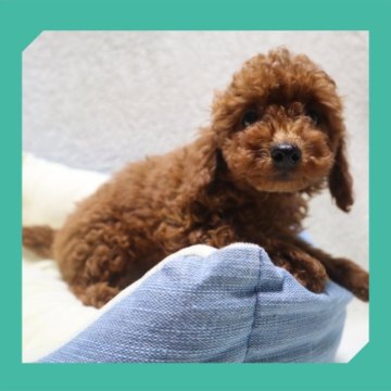 トイプードル(トイ)【岡山県・男の子・2023年5月1日・レッド】の写真「●スクスク成長中👶🍼●」