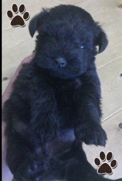 ミニチュアシュナウザー【岡山県・男の子・2012年12月30日・ブラック】の写真「」