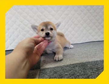柴犬(標準サイズ)【岡山県・女の子・2021年8月2日・赤】の写真「●柴犬４姉妹♡●」