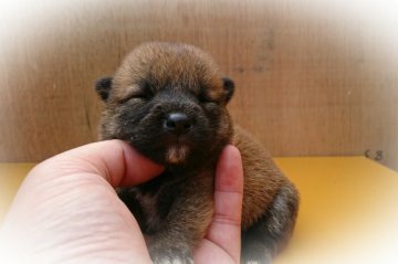 柴犬(標準サイズ)【岡山県・女の子・2017年6月19日・赤】の写真「●楓ｂａｂｙ•••♥●」