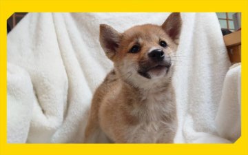 柴犬(標準サイズ)【岡山県・女の子・2020年8月5日・赤】の写真「●スクスク成長中🐾●」